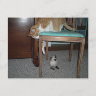 Un gato grande ve una postal para un pequeño gatit