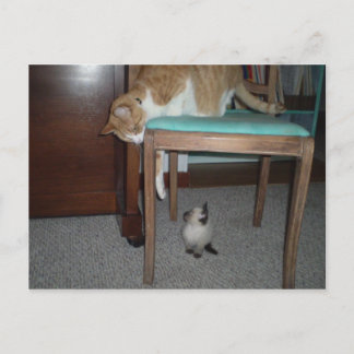 Un gato grande ve una postal para un pequeño gatit