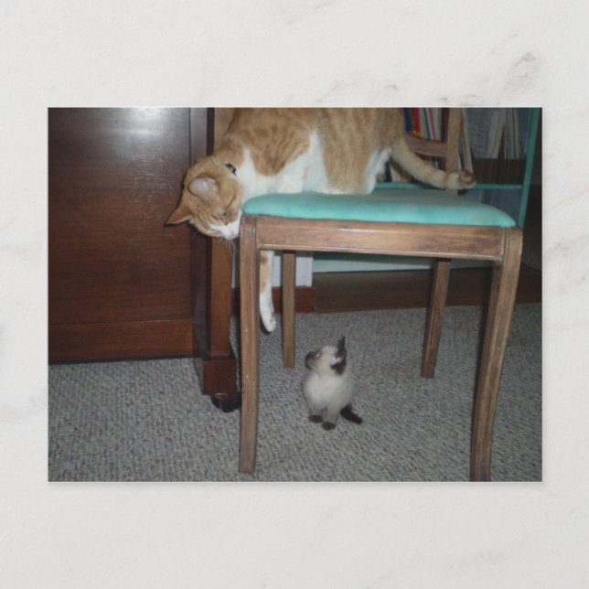 Un gato grande ve una postal para un pequeño gatit (Anverso)