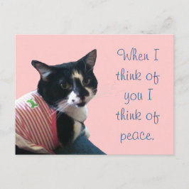 Un gato lindo de tuxedo piensa en postales de paz