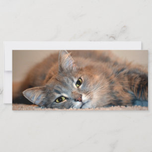 Un gato ruso azul y largamente haitiano por Shirle