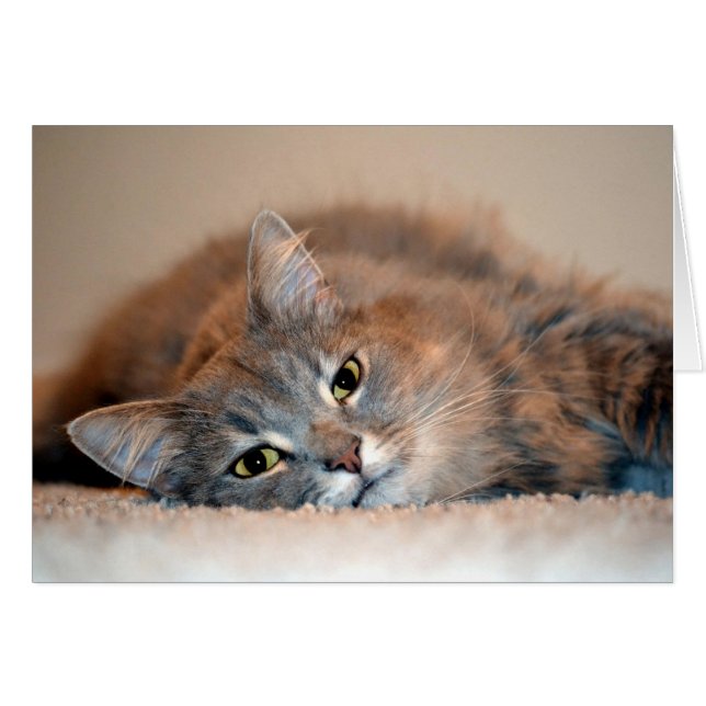 Un gato ruso azul y largamente haitiano por Shirle (Anverso (Horizontal))