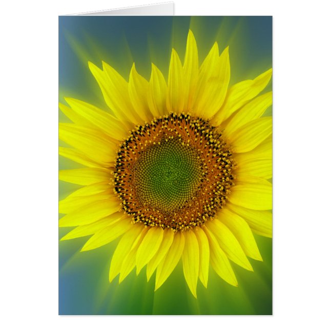 un girasol brillante (Frente)