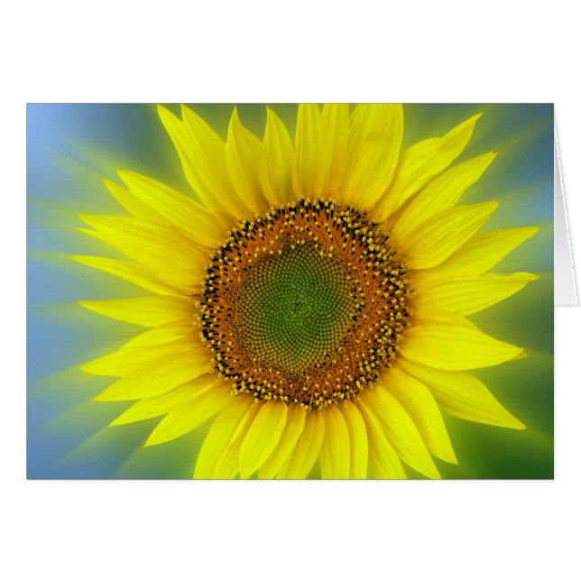 un girasol brillante (Anverso (Horizontal))