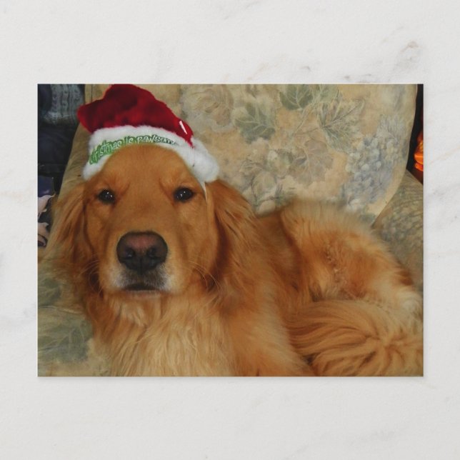 Un golden retriever en el navidad con el gorra de (Anverso)