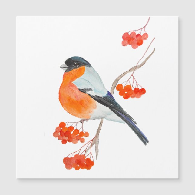 Un gracioso bullfinch en una rama de un árbol de r (Anverso)