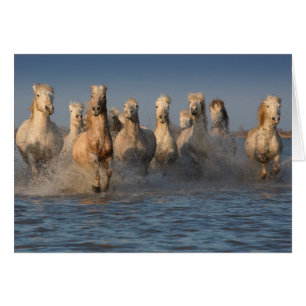 Un grupo de caballos blancos en la región de