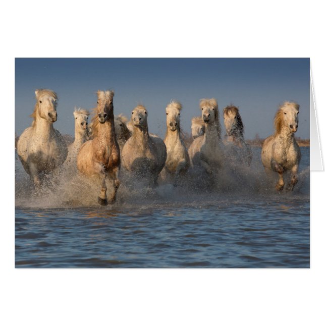 Un Grupo De Caballos Blancos En La Región De La Ca (Anverso (Horizontal))