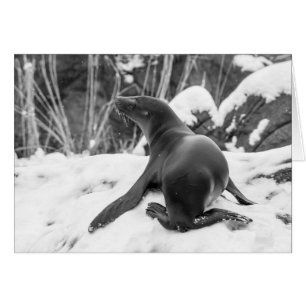 Un grupo de leones marinos en la colina de Snowy