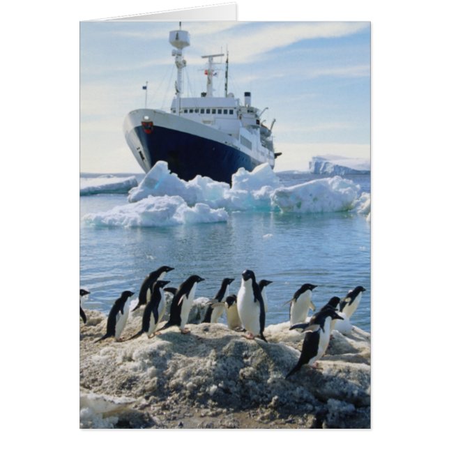 Un Grupo De Pingüinos En Una Playa Icy (Frente)