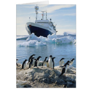 Un grupo de pingüinos que se colocan en una playa