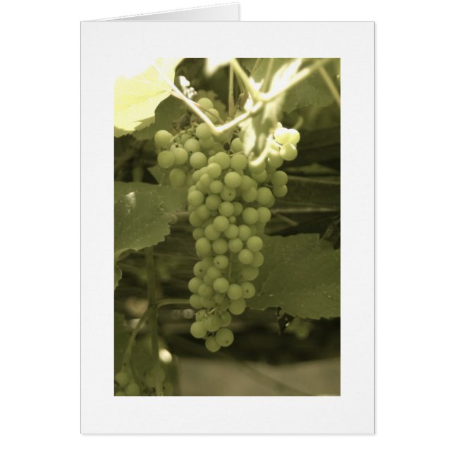 Un hermoso montón de uvas (Frente)