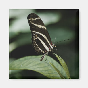 Un imán alimentario equilibrado