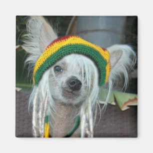 Un imán con cresta chino del perro de Rasta del
