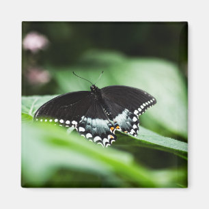 Un imán de aspecto estático