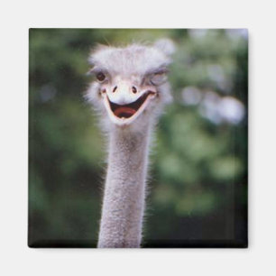 Un imán de refrigerador Happy Ostrich
