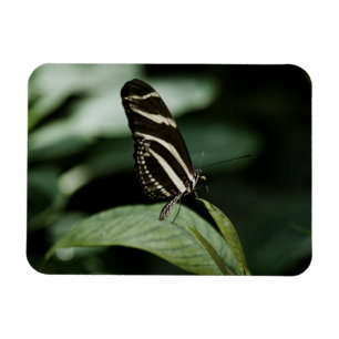 Un imán premium para comidas equilibradas