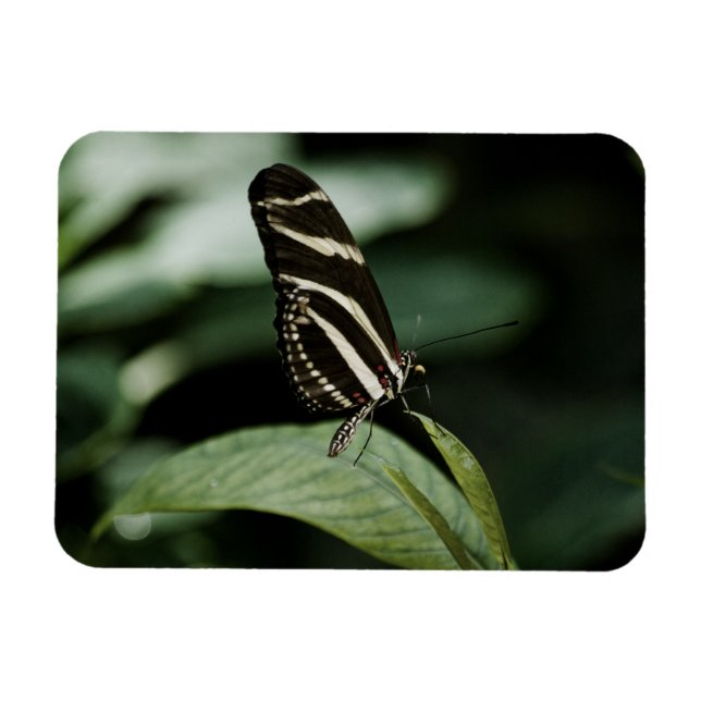 Un imán premium para comidas equilibradas (Horizontal)