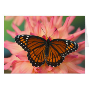 Un imitador de la mariposa monarca