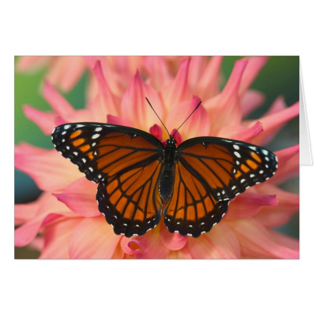 Un imitador de la mariposa monarca (Anverso (Horizontal))