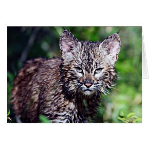 Un Kitten mojado y pequeño Bobcat