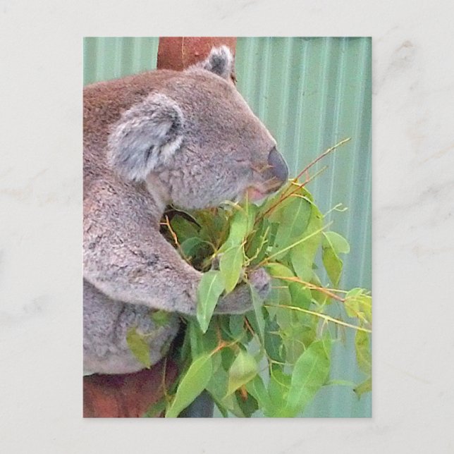 Un Koala en la postal australiana (Anverso)