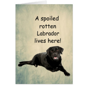 Un labrador podrido y embustero vive aquí