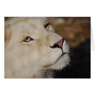 Un león gentil se enfrenta a Sudáfrica