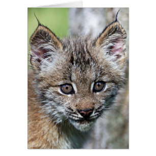 Un lindo Lynx Kitten canadiense
