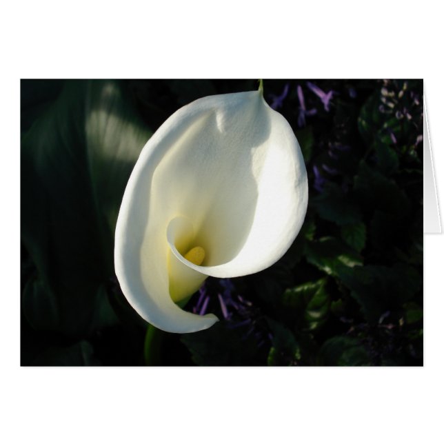 Un lirio de los valles (Anverso (Horizontal))