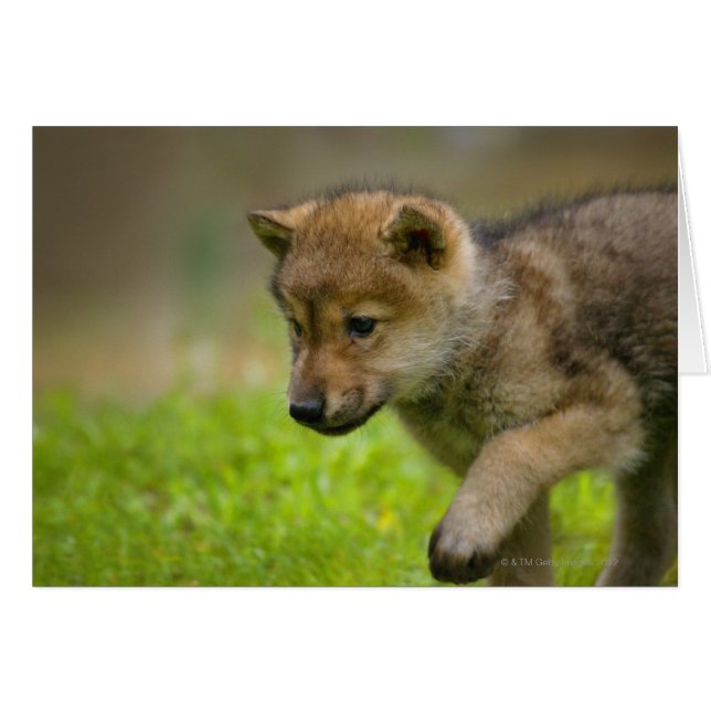 Un lobo bebé (Anverso (Horizontal))
