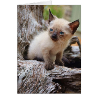 Un mundo grande del pequeño ina del gatito