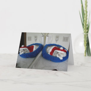 Un Navidad de contrabando de nueces
