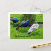 "Un pajarito me lo contó ..." Tarjeta postal de pa