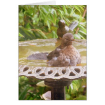 Un Pájaro En La Bañera