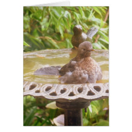 Un Pájaro En La Bañera