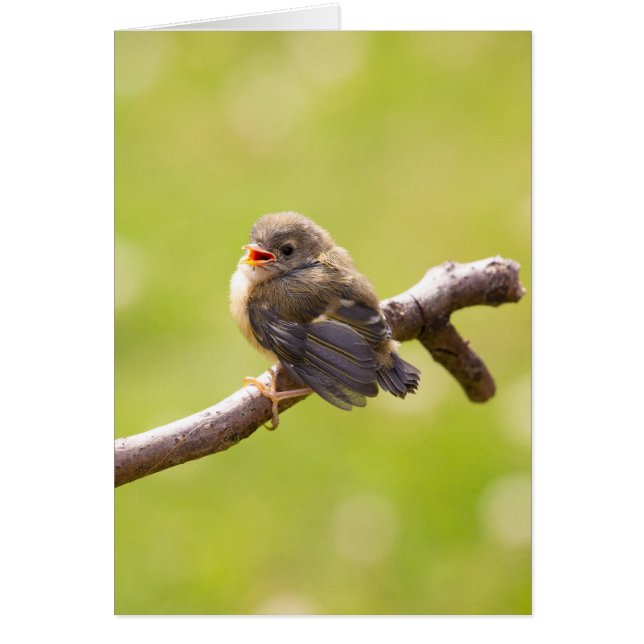 Un pájaro lindo cantando alegremente en un día de  (Frente)