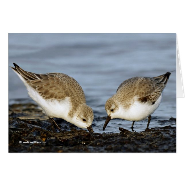 Un par de albañiles de Sanderlings comparte una co (Anverso (Horizontal))