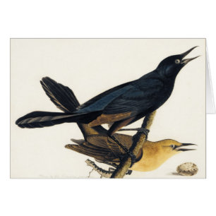 Un par de Grackles Barco-Atado