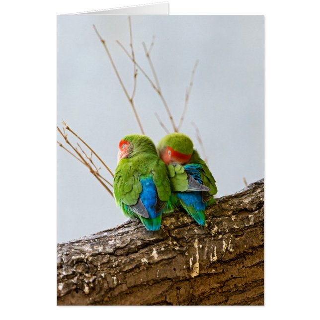 Un par del Lovebird en una rama (Frente)