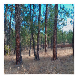 Un paseo entre los árboles Poster Glossy