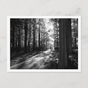 Un paseo por el bosque: Tarjeta postal del parque 