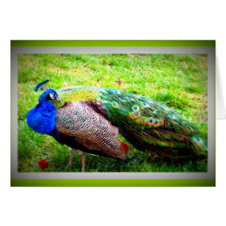 Un pavo real hermoso