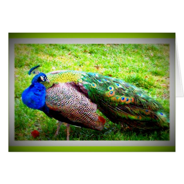 Un pavo real hermoso (Anverso (Horizontal))