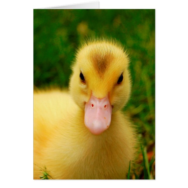 Un Pequeño Duckling (Frente)