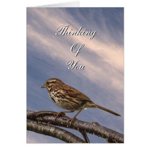 Un pequeño pájaro de Brown