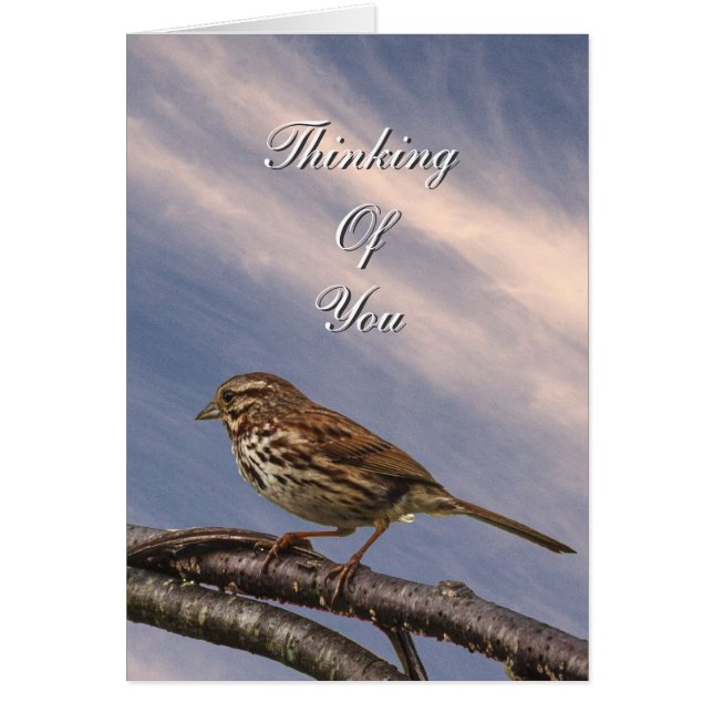 Un pequeño pájaro marrón (Frente)