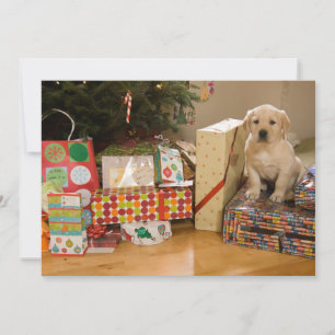 Un perrito se sienta entre regalos de Navidad