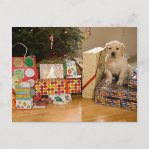 Un perrito se sienta entre regalos de Navidad