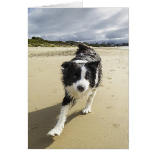 Un Perro Collie Fronterizo Corriendo En La Playa
